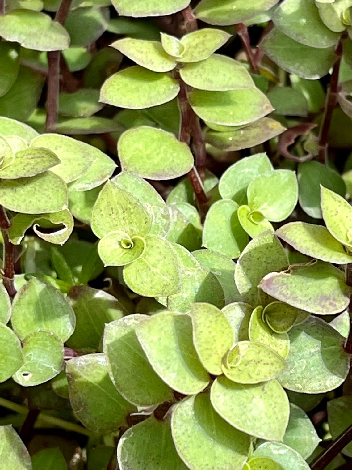 Callisia Green Hulk