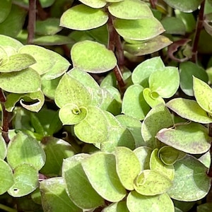 30+ Callisia Repens Green Bolivian Turtle Vine Unrooted Cuttings Succulent Patio Fairy Garden