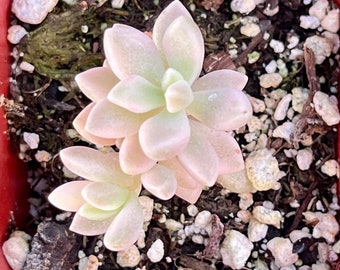 One 2” Pot Graptoveria ‘Mirinae’ Variegated Succulents For Fairy Garden Patio Ground over DIY