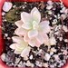 see more listings in the Echeveria Pots section