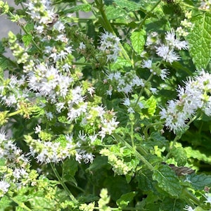 May include: Close-up of a mint plant with vibrant green leaves and clusters of small white flowers. The image showcases the plant's texture and the contrast between the green foliage and the delicate white blossoms. The plant is in full bloom.