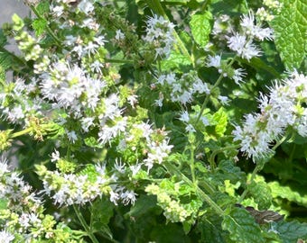 Eén 4" pot aardbei-munt levende plant