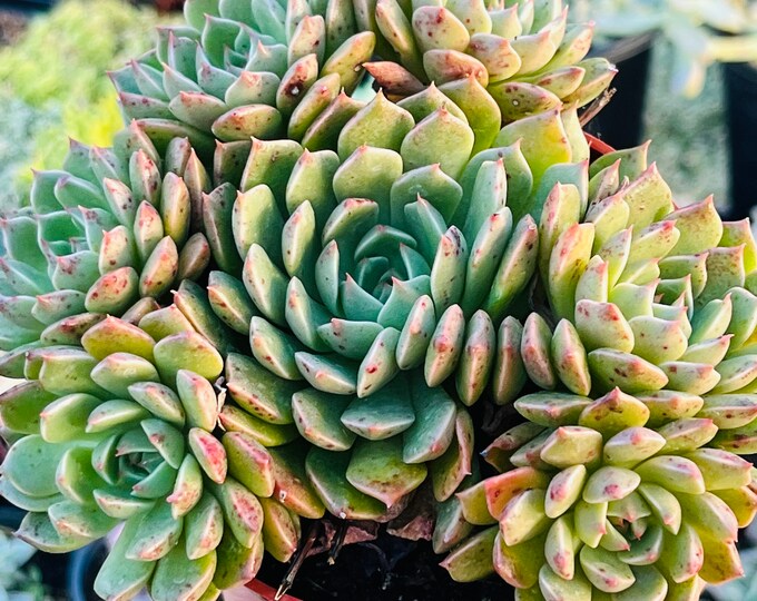 One 4 Echeveria ruby Kiss Cluster Succulent Patio Fairy Garden Etsy