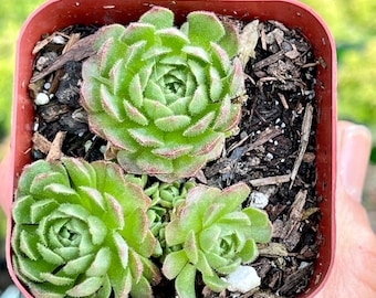 Eén 2” pot Rosularia Platyphylla voor Fairy Garden Rock bodembedekkende muurpeper DIY