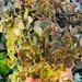 see more listings in the Sedum Cuttings section