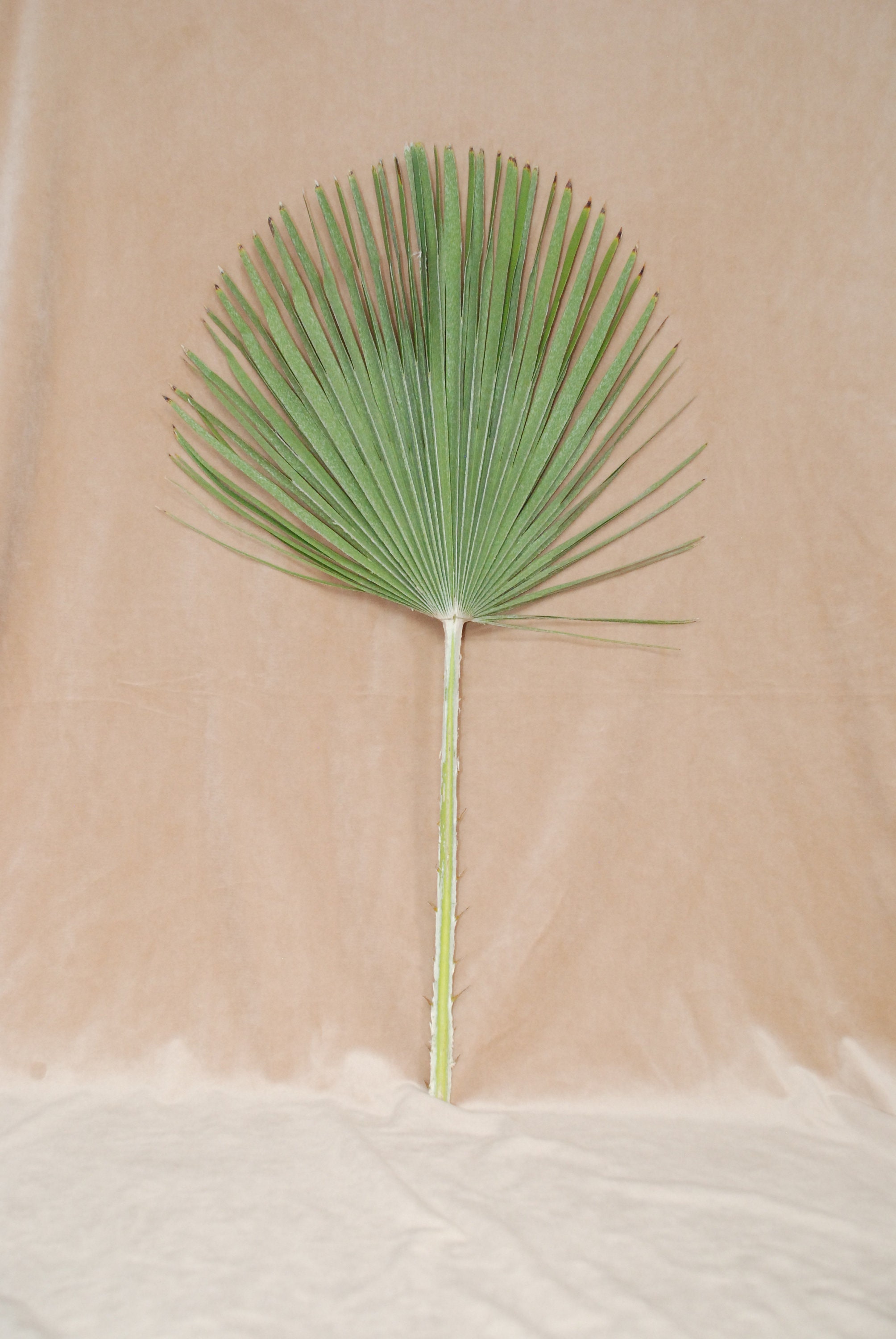 Palmetto Palm Frond palmetto dried palm desert decor | Etsy