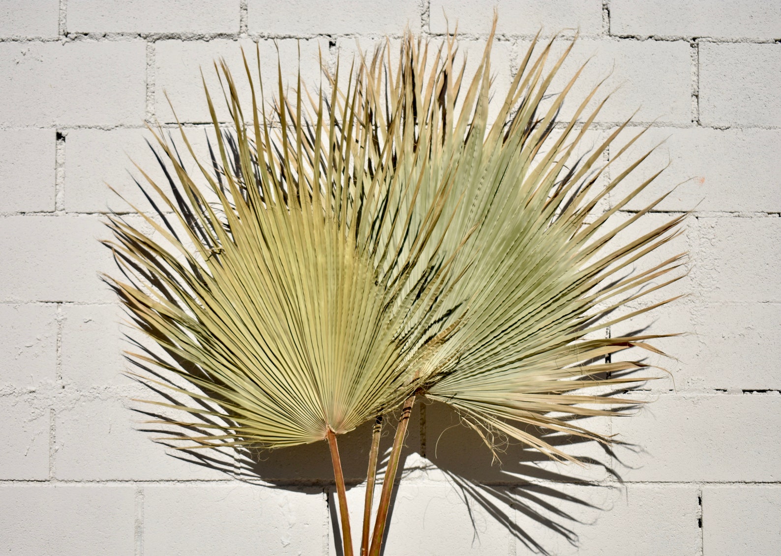 Alesia large dried desert decor palms fan palm sun Etsy