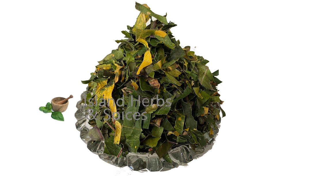 Croton Leaves Pavana Tiglium Organic Herb Etsy