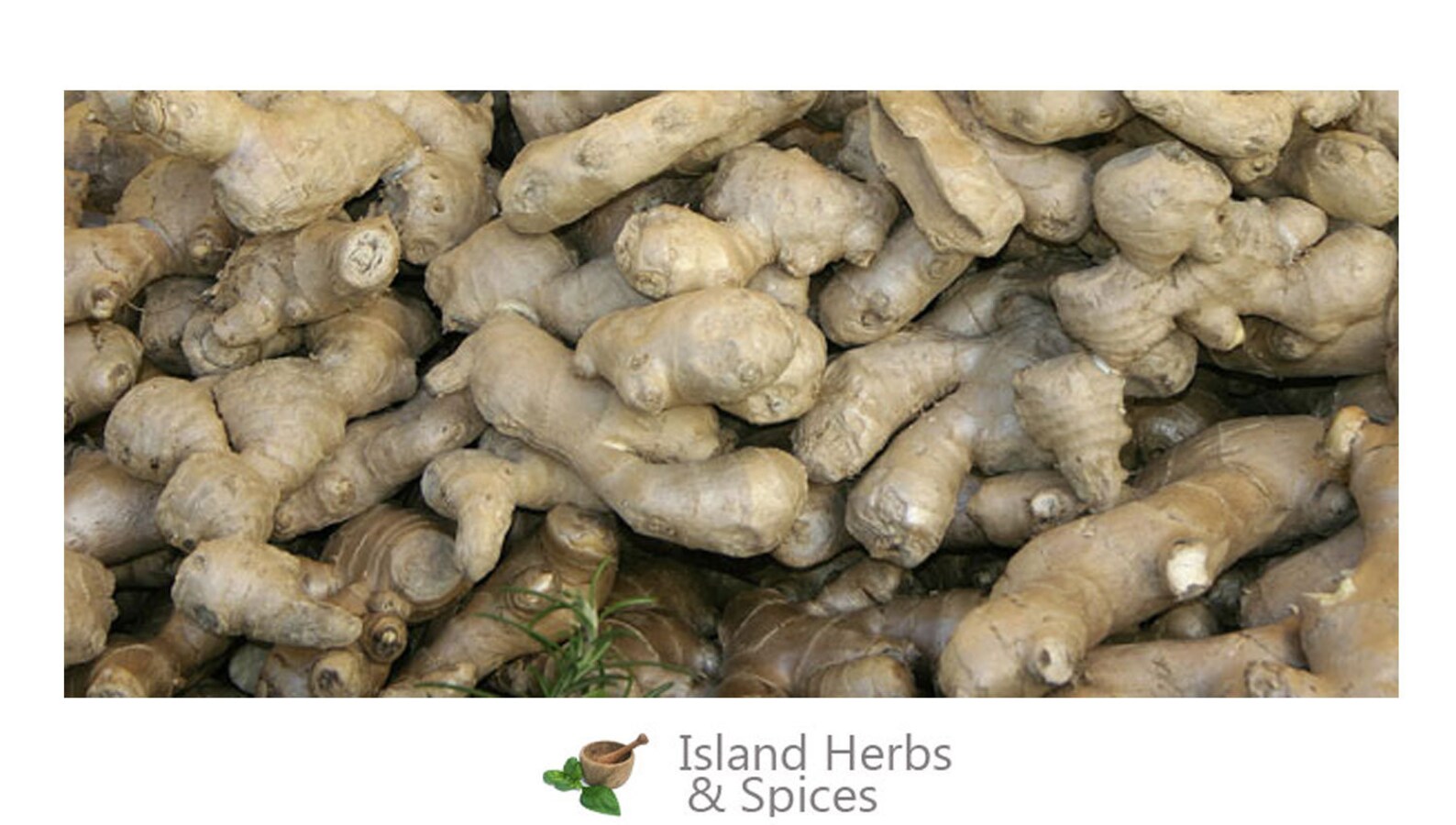 Dried Ginger Full Strength Jamaican Ginger Etsy