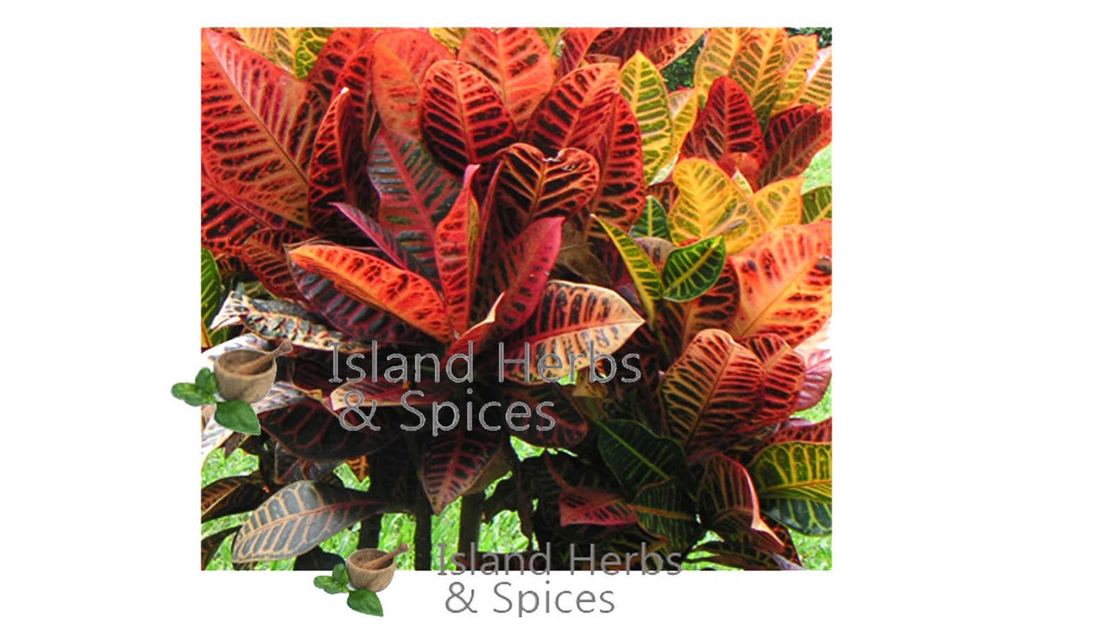 Croton Leaves Pavana Tiglium Organic Herb Etsy