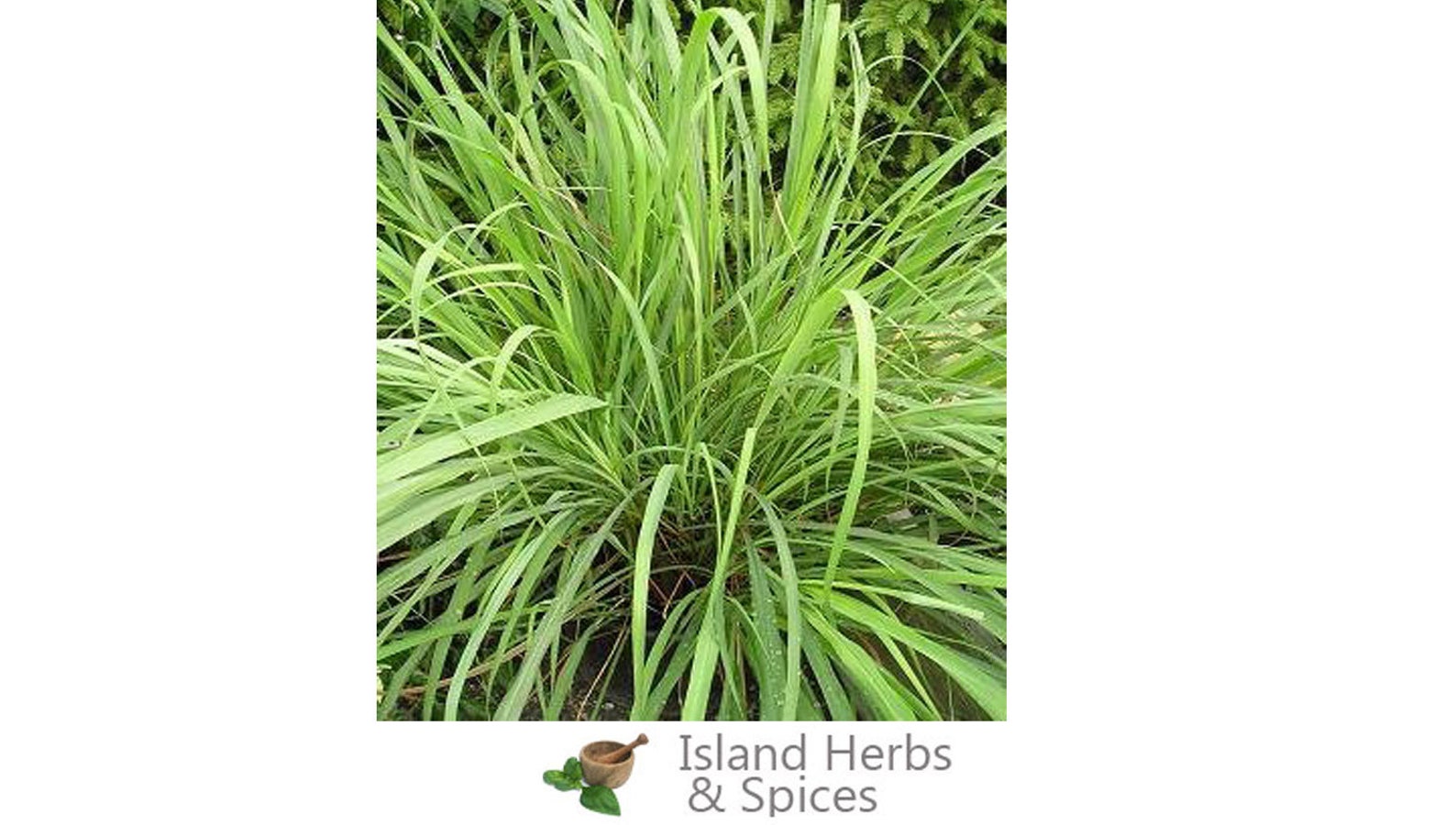 Fever Grass/lemon Grass Organic Crush Leaves Etsy