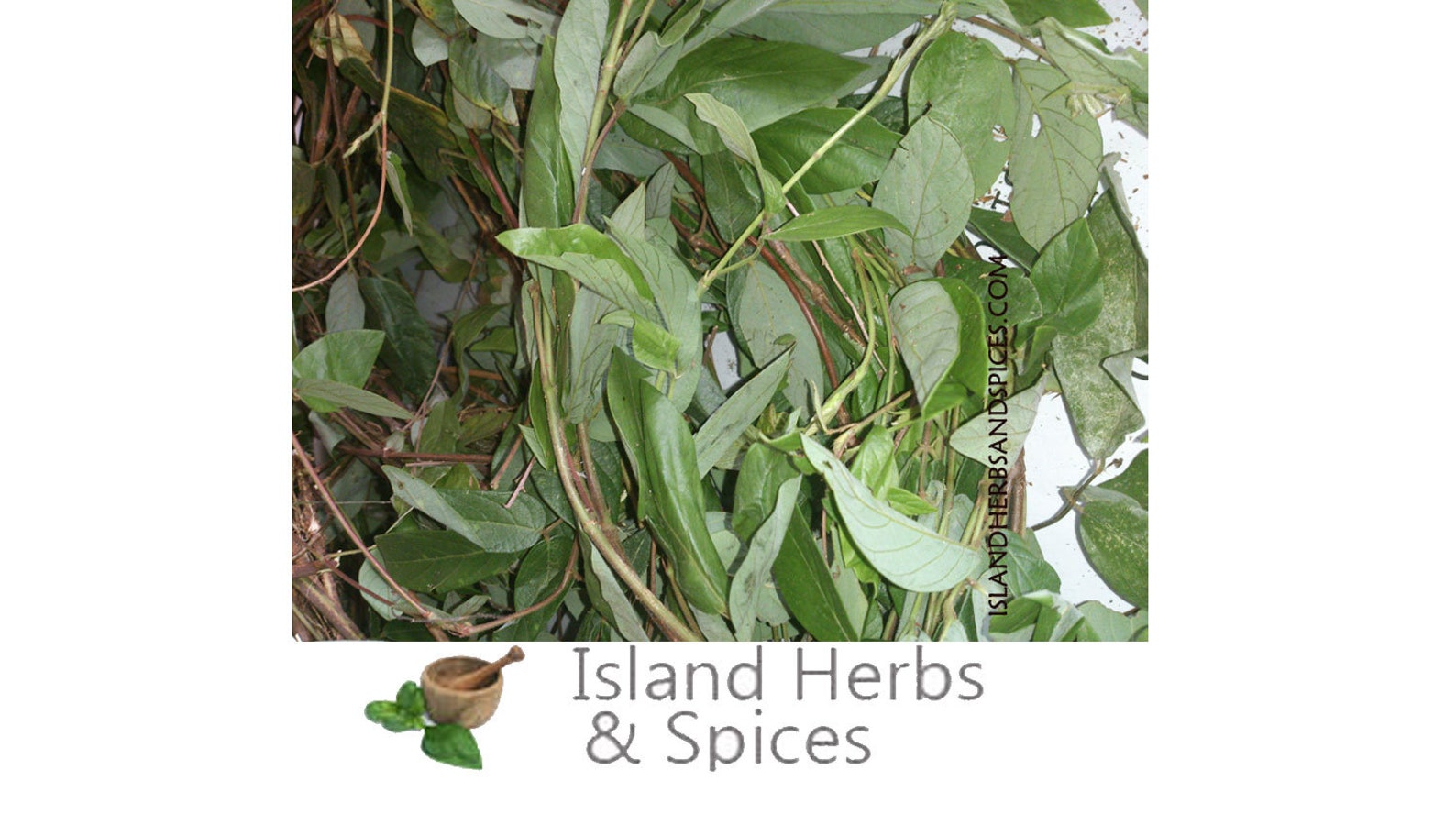 Strong Back Jamaican Herb desmodium Incanum Loose Leaves Etsy