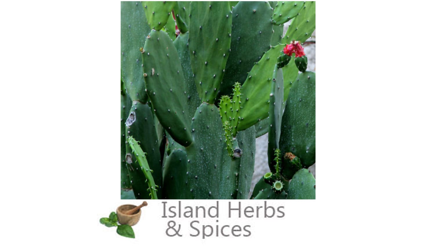 Jamaican Tuna prickly Pear Opuntiaficusindica Etsy UK