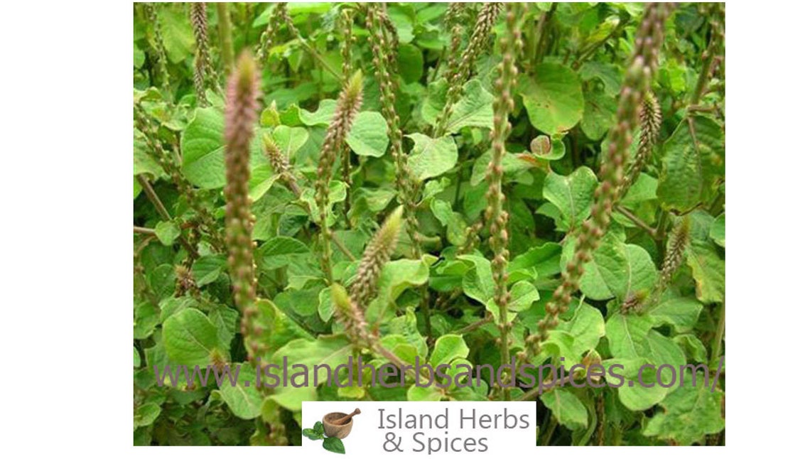 Devils HorsewhipAchyranthes Aspera Medicinal herb Etsy