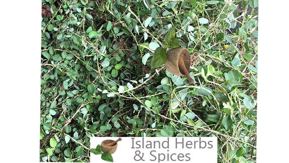 Medina Jamaican Herb aphrodisiac Loose Leaves organic Etsy UK