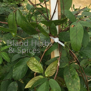 Strong Back Jamaican Herb (desmodium Incanum) 36 Tea Bags - Etsy