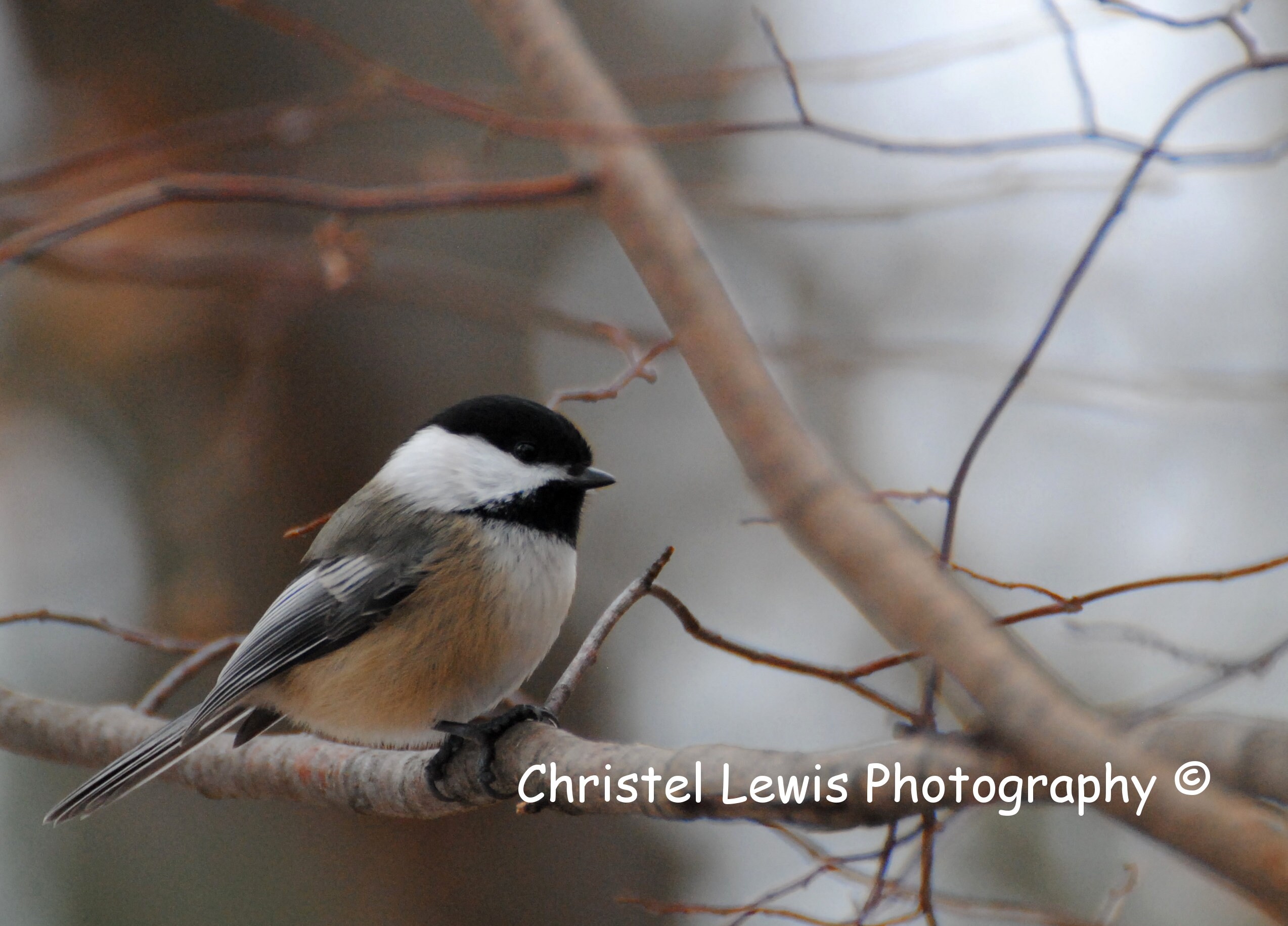 Black Capped Chickadee Photography Print, Chickadee Photo, Chickadee on ...
