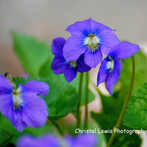 Purple Wildflower Photography Print, Spring Wildflower Photography ...