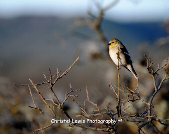 Female American Goldfinch photography print, songbird photo, yellow bird print, bird on a branch photo, bird in a tree print