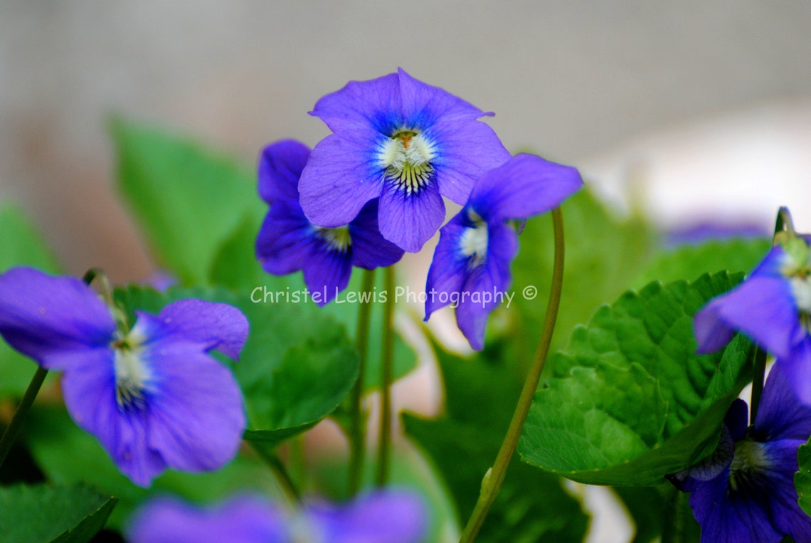 Purple Wildflower Photography Print, Spring Wildflower Photography ...