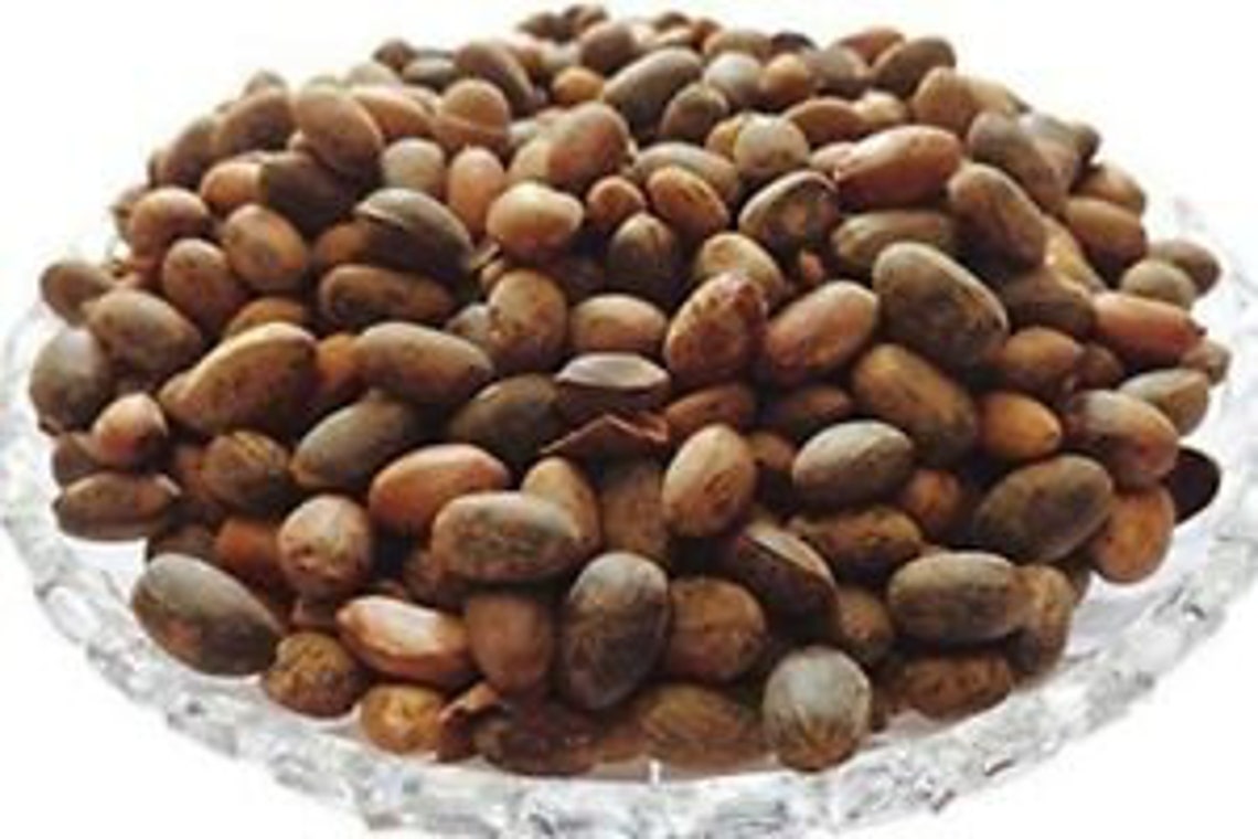 Aworoso Seeds/croton Pendoliflurous Seed 10g Etsy
