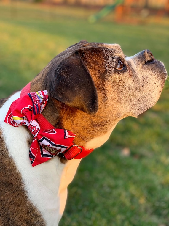 st louis cardinals dog collar medium