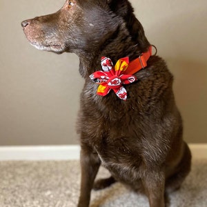 May include: A brown dog wearing a red, yellow, and white patterned bow tie on a red collar. The dog is sitting on a brown carpet and looking to the left.
