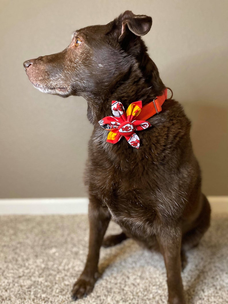 May include: A brown dog wearing a red, yellow, and white patterned bow tie on a red collar. The dog is sitting on a brown carpet and looking to the left.