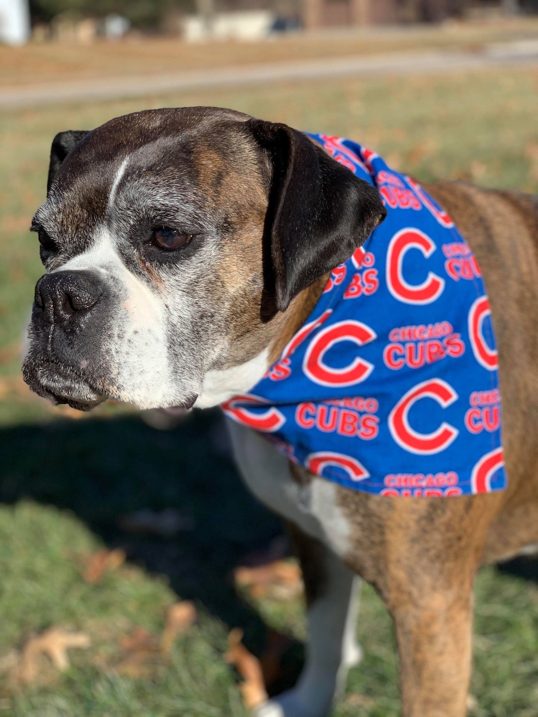 chicago cubs dog collar