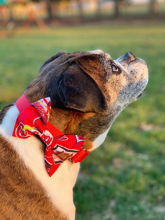 St. Louis Cardinals-molin Dog Bow Tie Self-fastening 