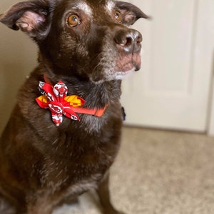 May include: A brown Labrador Retriever dog wearing a red, white, and yellow bow tie. The dog is looking up and has a serious expression on its face.