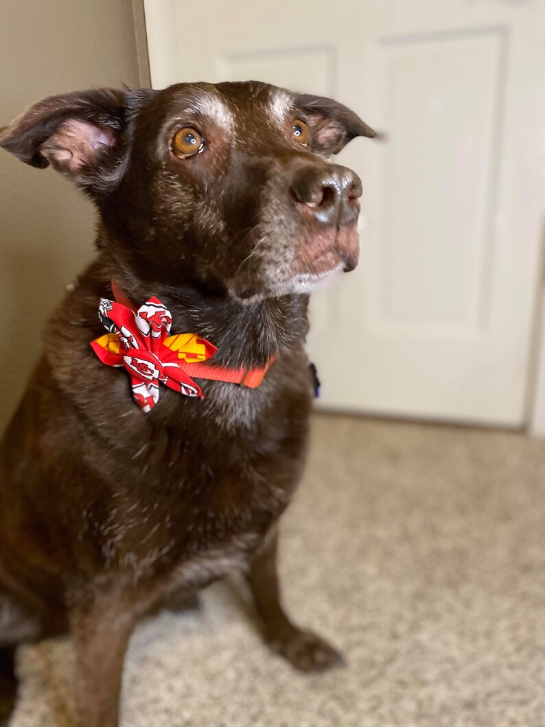 May include: A brown Labrador Retriever dog wearing a red, white, and yellow bow tie. The dog is looking up and has a serious expression on its face.