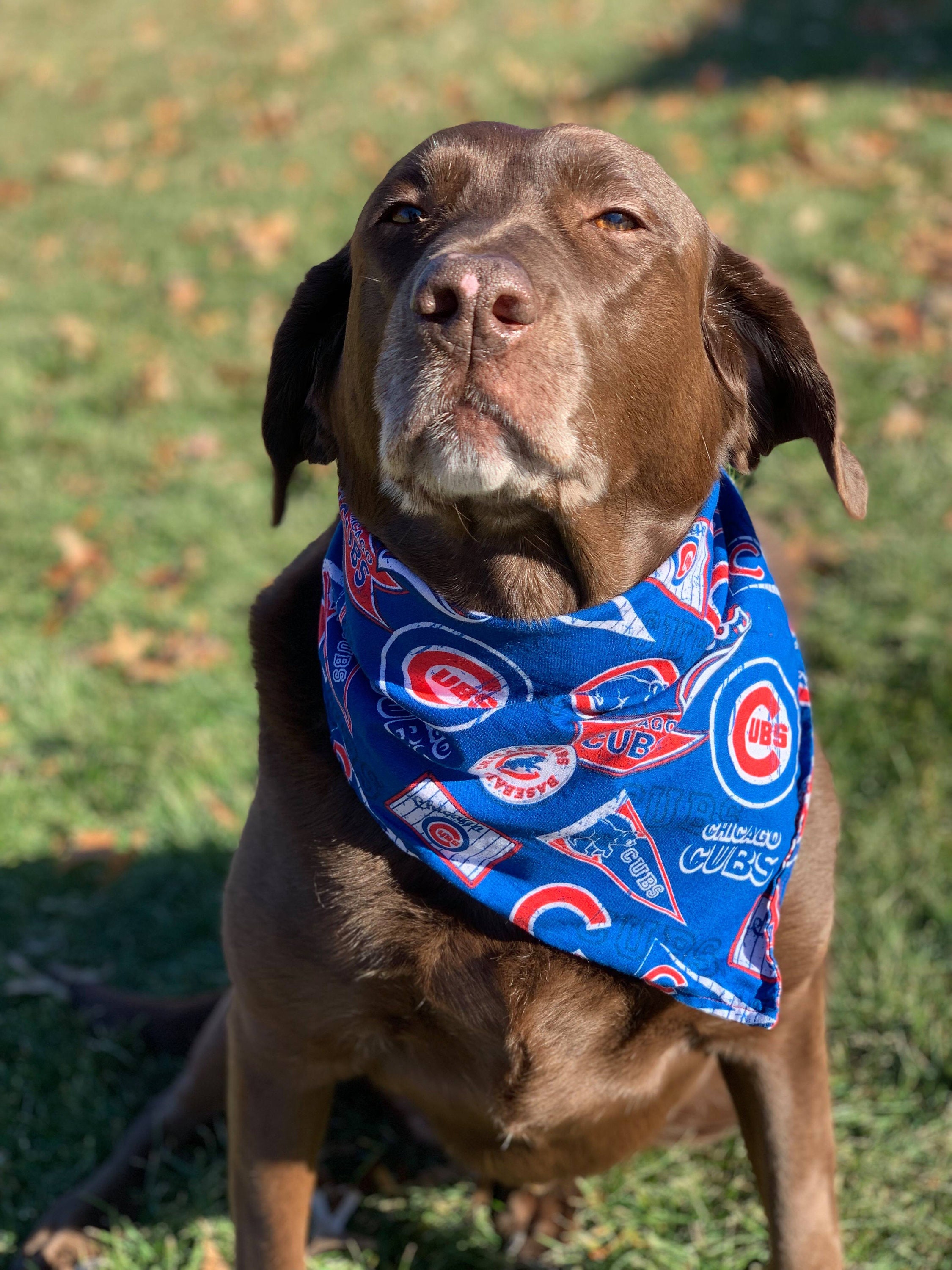 Chicago Cubs Reversible Dog Bandana