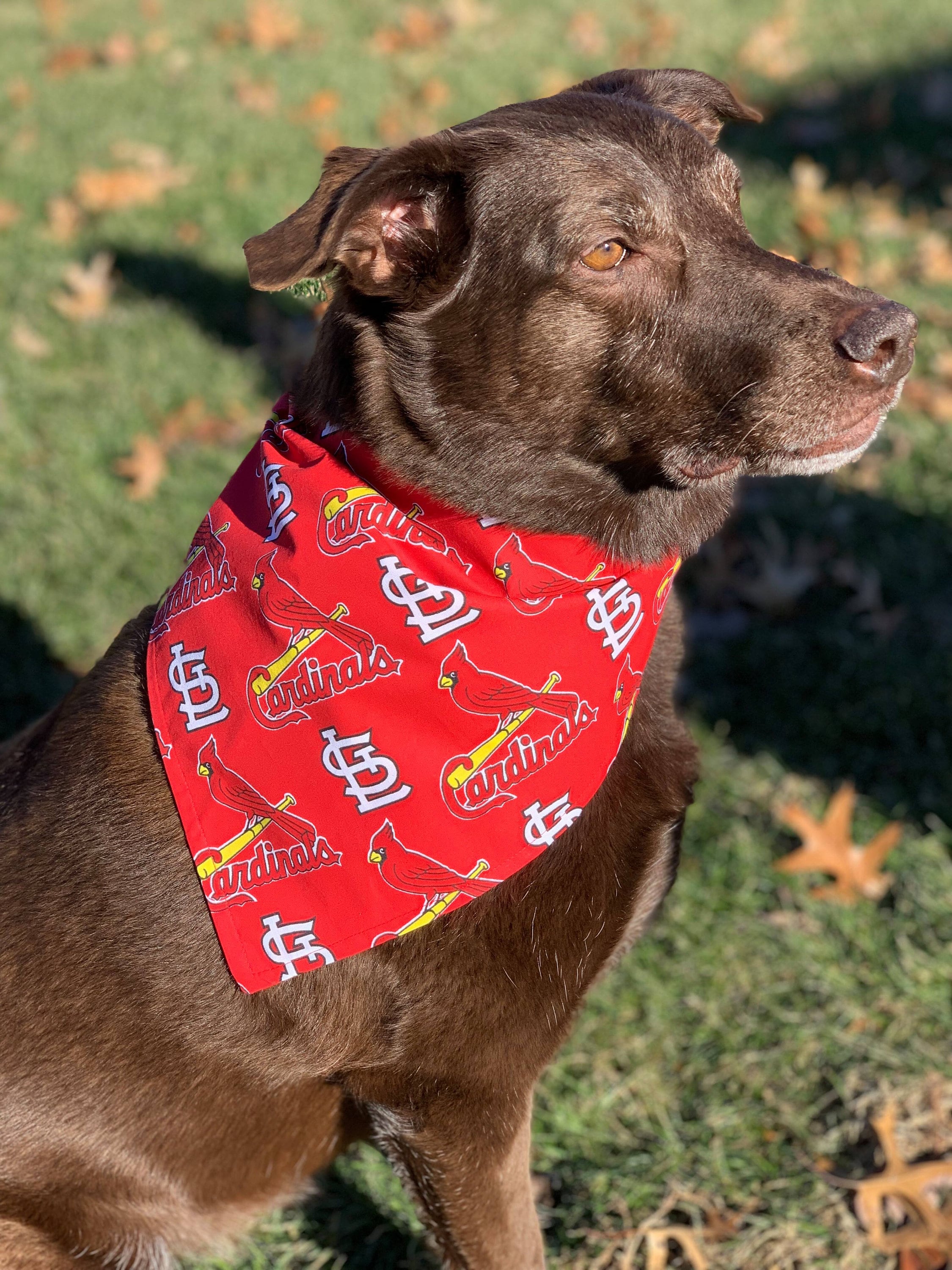 St. Louis Cardinals red & Navy Dog Bandana Tie On 