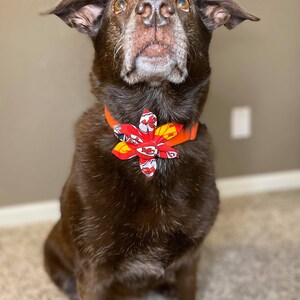 May include: A brown Labrador Retriever dog wearing a red and orange bow tie. The dog is looking up and sitting on a carpet.