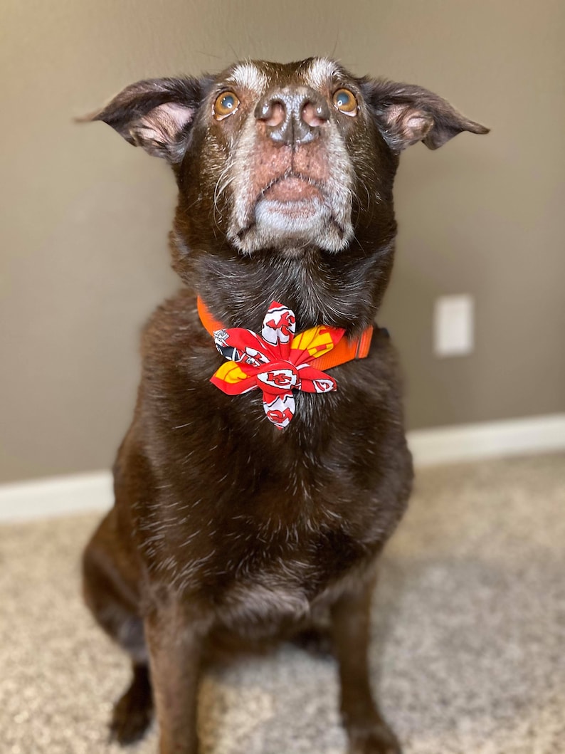 May include: A brown Labrador Retriever dog wearing a red and orange bow tie. The dog is looking up and sitting on a carpet.