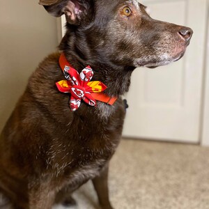 May include: A brown dog wearing a red and yellow bow tie with a Kansas City Chiefs logo. The dog is sitting on a carpet and looking to the right.