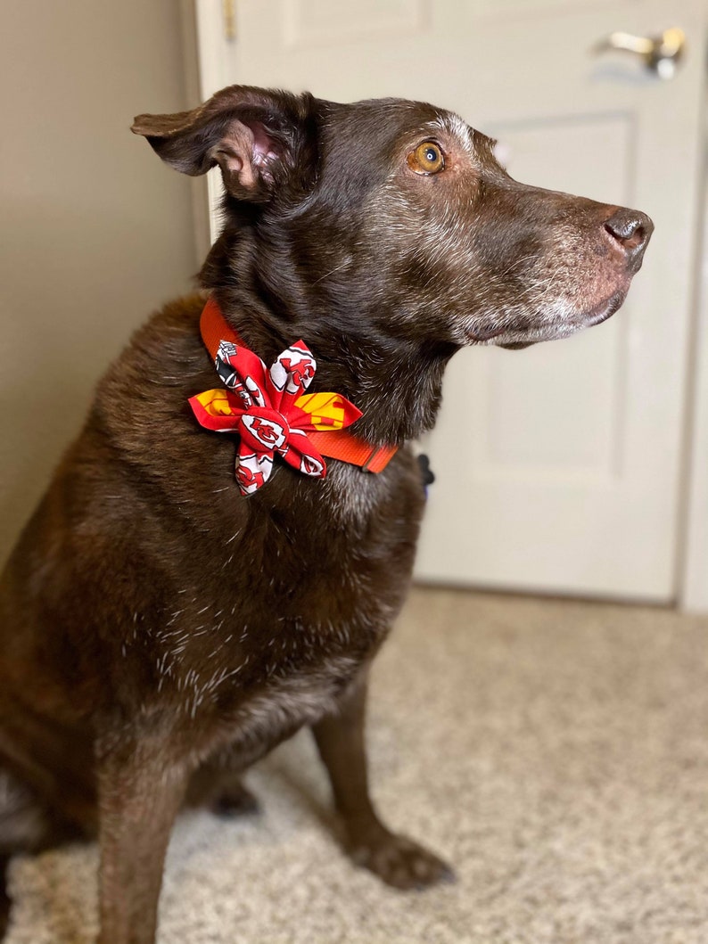 May include: A brown dog wearing a red and yellow bow tie with a Kansas City Chiefs logo. The dog is sitting on a carpet and looking to the right.