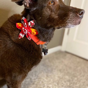 May include: A brown dog wearing a red, yellow, and white bow tie with a black and white bone-shaped tag on a bright orange collar.