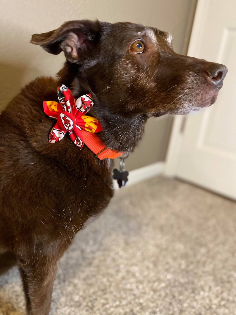 May include: A brown dog wearing a red, yellow, and white bow tie with a black and white bone-shaped tag on a bright orange collar.
