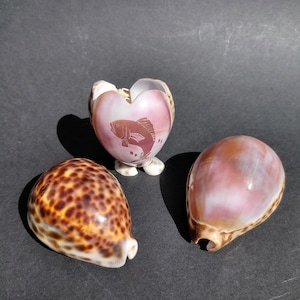 Juego de 3 conchas de cauri de porcelana con rayas de tigre