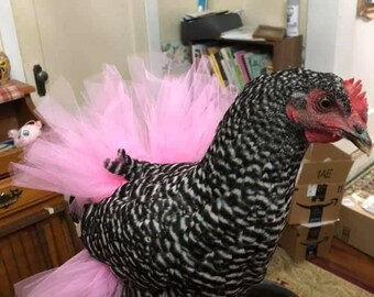costumes for chickens