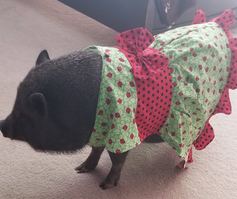 Miniature pot belly pig dress with ruffles and bows Etsy