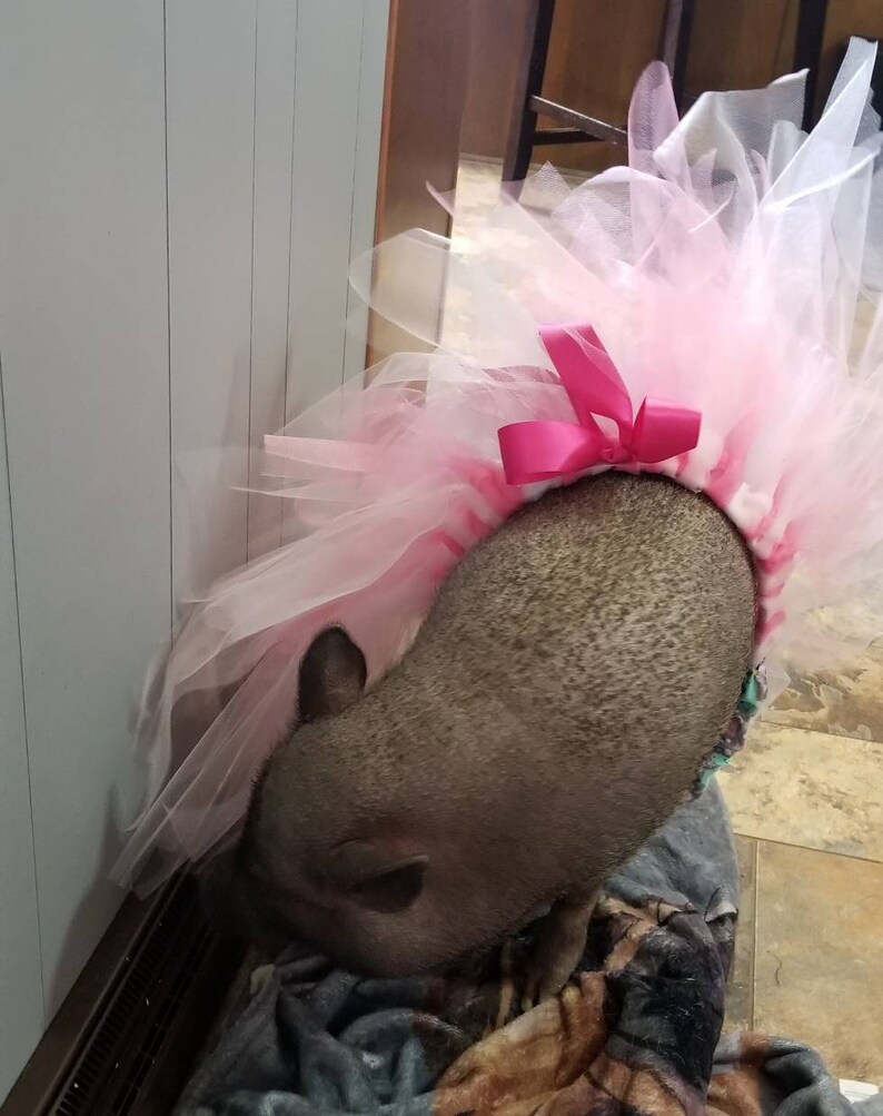 Miniature Pig Tutu's Pot Belly Pig Tutu Mini Pig Tutu Etsy