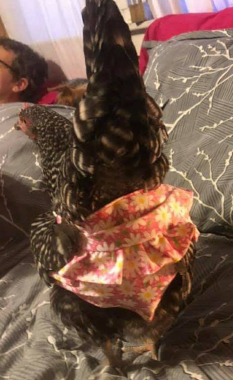 Chicken diapers indoor panties with butt ruffle diapers Etsy