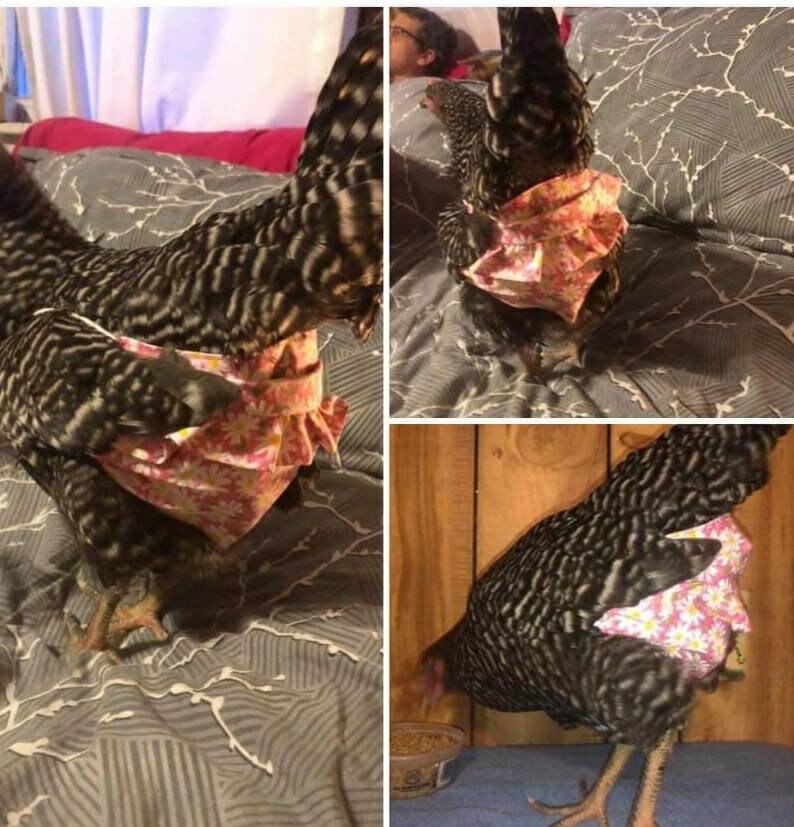 Chicken diapers indoor panties with butt ruffle Etsy