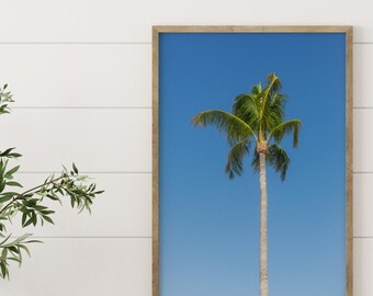 Sarasota Palm Tree Print – Blue Sky Coastal Photography