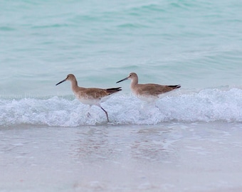 Florida Beach Wall Art | Coastal Bird Photography Print | Beach House Decor | Gulf Coast Photography | Coastal Mini Print