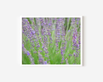 Lavender Fields, French Country Decor, Lavender Wall Art, French Decor, Purple and Green Art Print