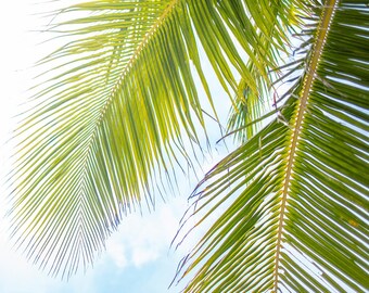 Vibrant Palm Tree Print | Coastal Photography 4x4 Mini Print (Beach Decor)